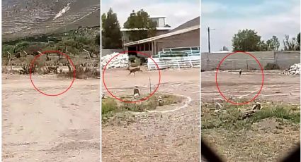 ¿Eres tú Bambi? Captan a tierno venadito entrando a casa de Cardonal | VIDEO