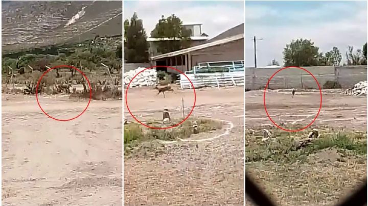 ¿Eres tú Bambi? Captan a tierno venadito entrando a casa de Cardonal | VIDEO