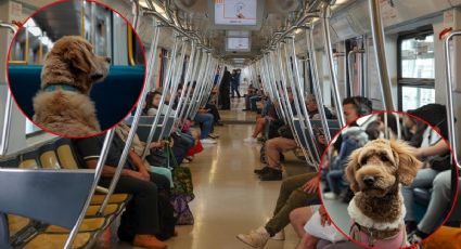 Metro CDMX y Metrobús: ¿Puedes entrar al transporte público con mascotas?