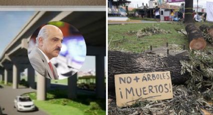 Para salvar árboles, puente de Urban Center en Xalapa se tiene que modificar: Ahued