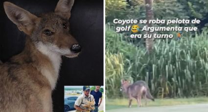 VIDEO: Coyote se roba pelota de golf en la Riviera Veracruzana