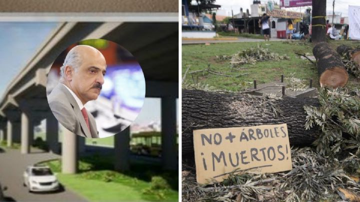 Para salvar árboles, puente de Urban Center en Xalapa se tiene que modificar: Ahued