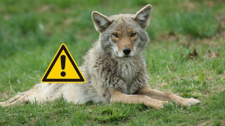 ¿Qué debes hacer si te encuentras un coyote en la Riviera Veracruzana?