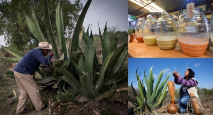 Pulque: La historia detrás de su campaña de despretigio; es de las bebidas más benéficas