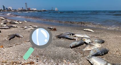 Reportan hallazgo de peces muertos en playas de Boca; esta podría ser la razón