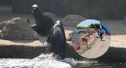 Lobario del Aquarium de Veracruz; proyecto reprobado por ambientalistas
