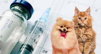 Vacunación antirrábica en Pachuca ¿dónde y cuándo llevar a tus perritos y gatitos?