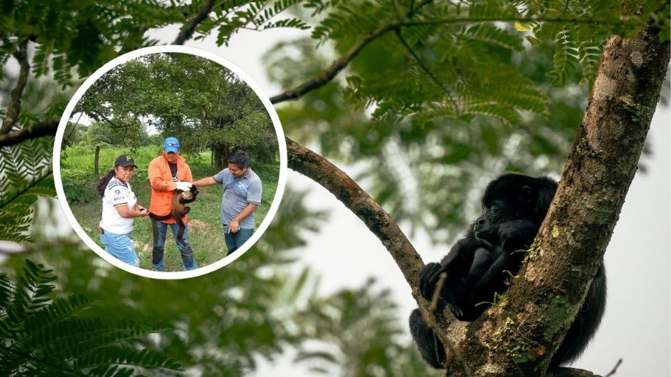 En Texistepec, al sur de Veracruz, autoridades resguardaron a un mono aullador