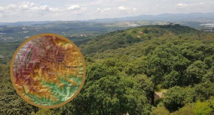 Este es el bosque que Coatepec busca proteger; lanzan Consulta Popular