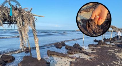 Confirman arribo de sargazo en playas de Tuxpan; no es hidrocarburo