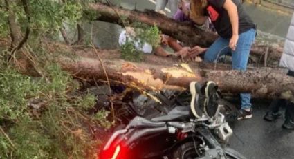 Cae un árbol sobre un motociclista en Zona Esmeralda de Atizapán de Zaragoza