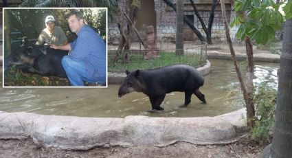 Muere en Zoológico de León tapir qué salió en la película de Mel Gibson