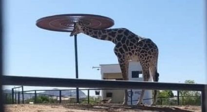 Bienvenido Benito: Gobierno de Puebla confirma traslado a Africam Safari