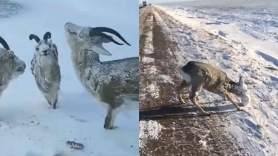 A través de redes sociales circulan algunos videos donde se puede observar como los animales que se encuentran a la intemperie están congelados debido a las bajas temperaturas que llegan a alcanzar los -52.6°C en el norte de Noruega.