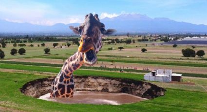 MEMES | Puebla sonríe: así le dan la bienvenida a la jirafa Benito