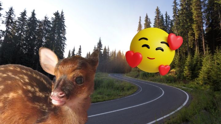 Este es el venado bebé rescatado en carretera de Hidalgo I FOTOS