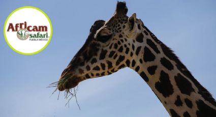 Benito, la jirafa ya está en Africam Safari | Video