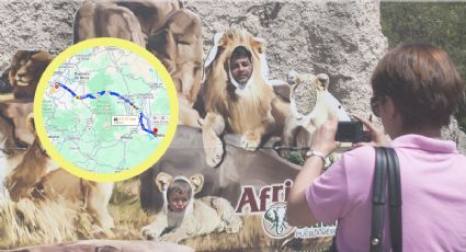 ¿Cómo llegar desde la CDMX a Africam Safari para conocer a la jirafa Benito?