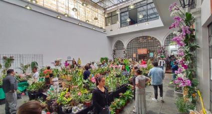 En puerta, el festival más grande de México para preservación de orquídeas