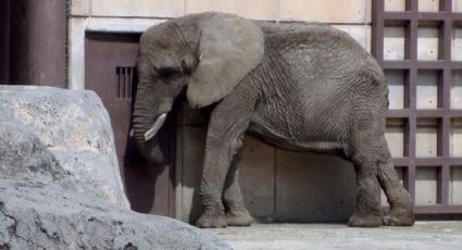 Elefanta Ely: Colectivo pide que salven a "la elefanta más triste del mundo" de San Juan de Aragón