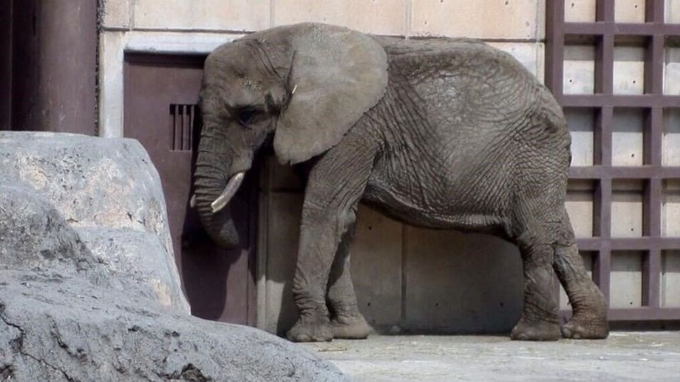 La elefanta Ely, de 37 años de edad, ha vivido en el Zoológico de San Juan de Aragón por más de una década después de ser rescatada de un circo, donde fue explotada desde que era un ejemplar pequeño.
