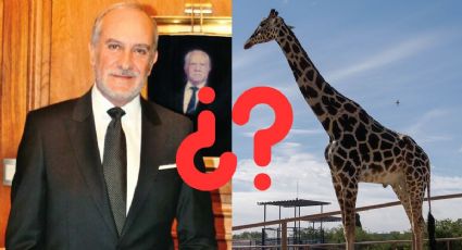 Alcalde de Orizaba propone comprar a jirafa Benito, recién trasladada a Africam Safari