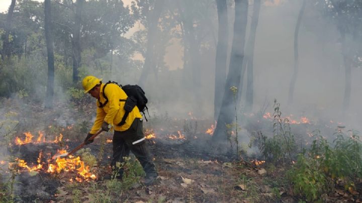 Protegen bosques de Hidalgo, así proponen castigar a quienes provoquen incendios
