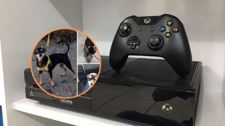 Dueño ofrece su Xbox en recompensa por Yanka, perrita perdida en Veracruz