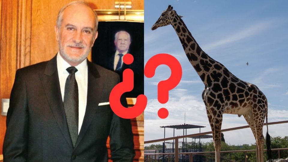 Alcalde de Veracruz propone comprar a jirafa Benito, recien trasladada a Áfricam Safari