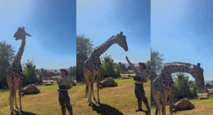 Benito, la jirafa se reunirá MAÑANA con su nueva familia en Africam Safari | VIDEO