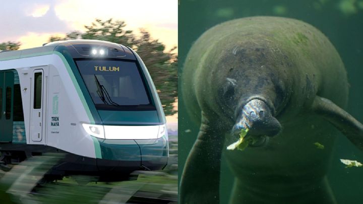 Avistan manatíes en Quintana Roo; Tren Maya los pone en riesgo | VIDEO