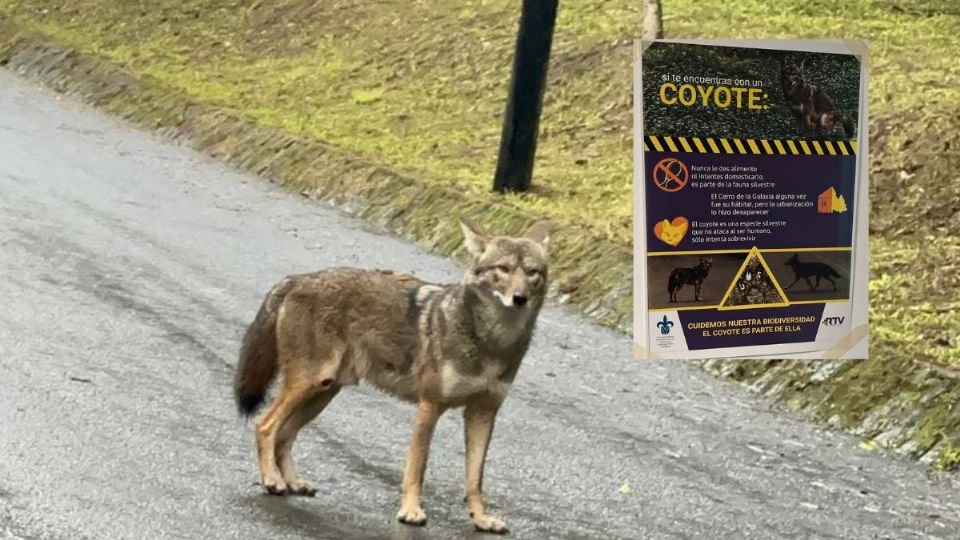 Avistan a coyote en el Cerro de la Galaxia