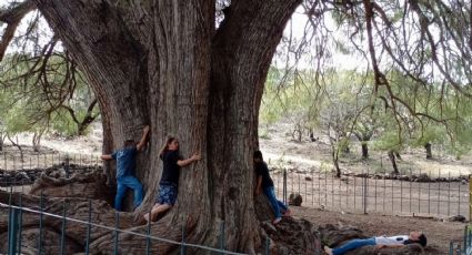 Descubre el gigante y místico árbol ahuehuete de Guanajuato