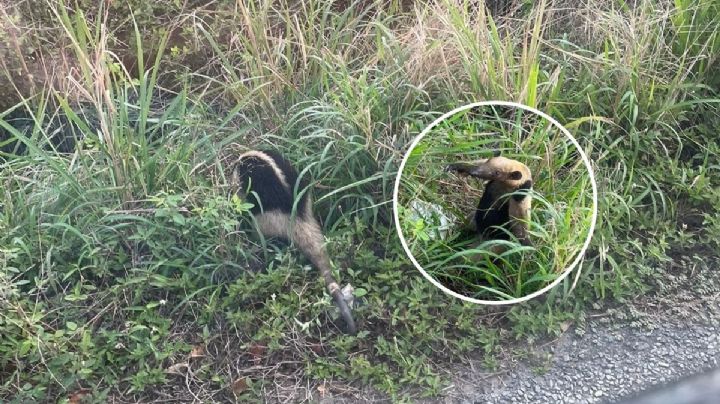 Oso hormiguero sorprende en la Riviera veracruzana