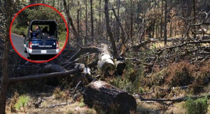Tlalpan: arranca operativo para combatir la tala ilegal