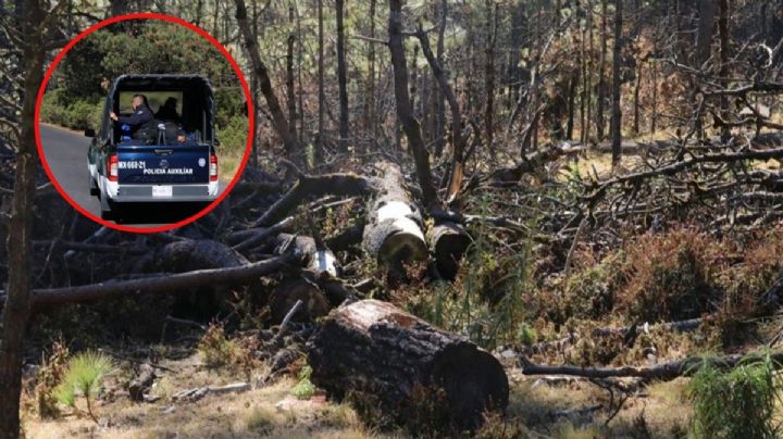 Tlalpan: arranca operativo para combatir la tala ilegal