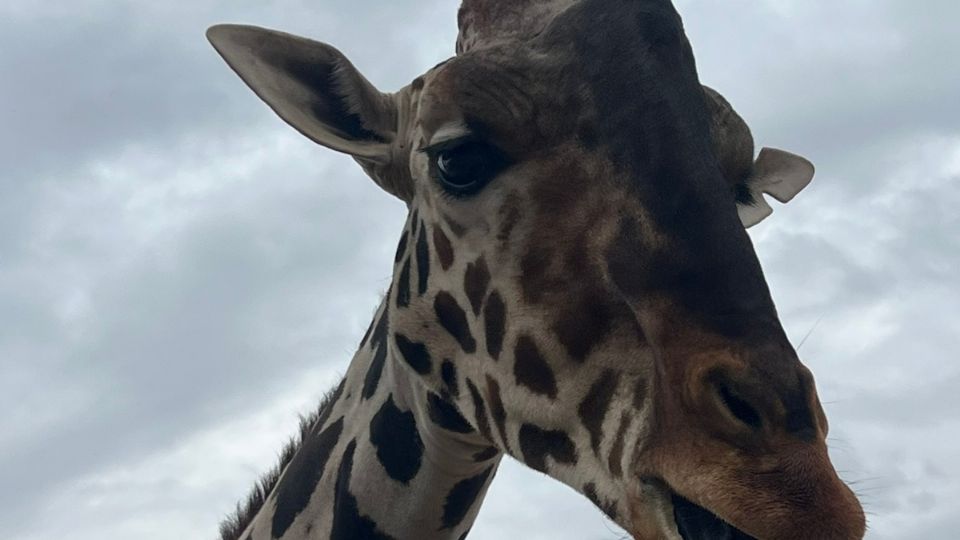 Ambientalistas logran el rescate de 'Benito', jirafa maltratada en el Parque Central de Chihuahua.