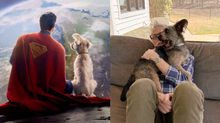 La trágica historia de Ozu, el perrito que será Krypto en Superman y se robó el corazón de James Gunn