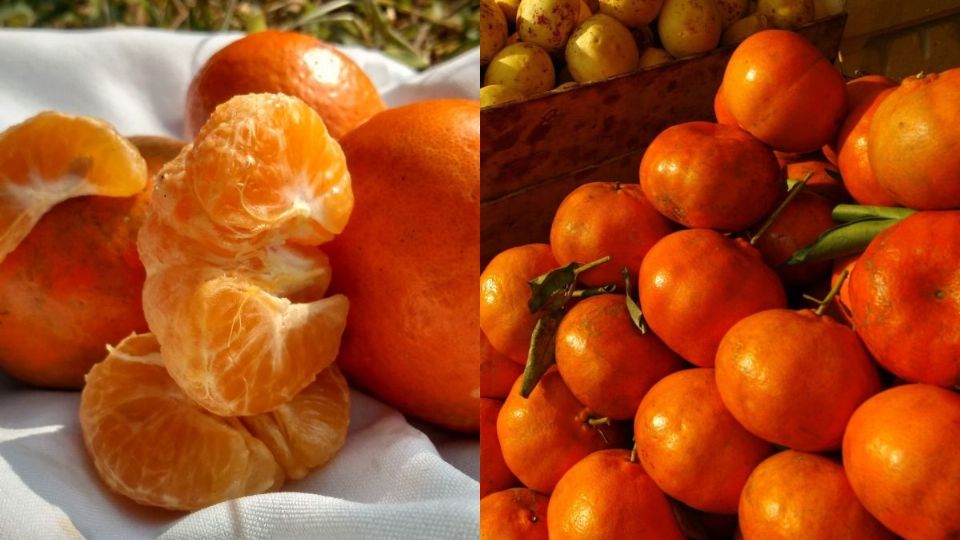 Veracruz es el productor número 1 de mandarina en el país