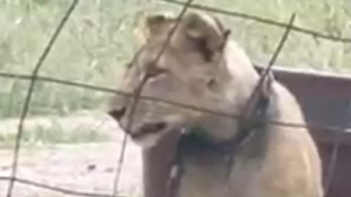 Luis Ángel Jaramillo de Coco denuncia cachorro de León amarrado en San Pancho