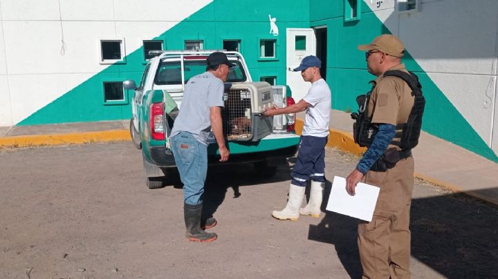 Rescatan a una perrita y sus 8 cachorros