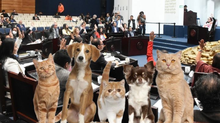 En dos años: 35 carpetas y sólo 4 sentencias por maltrato animal en Hidalgo