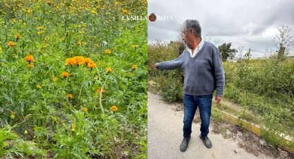 Día de Muertos: Productores de cempasúchil listos para vestir de naranja el Edomex