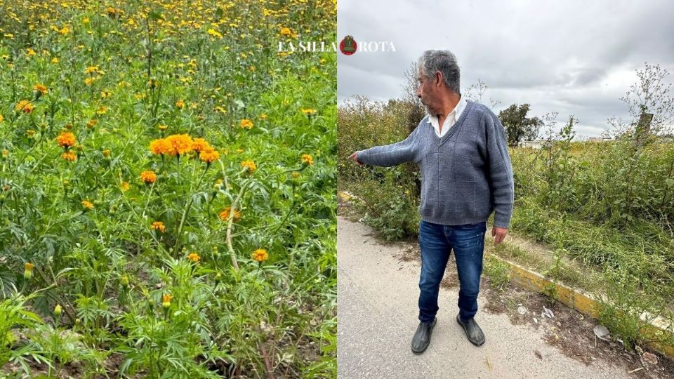 En poblados como Santa María Nativitas y San Diego, en cada temporada de muertos las calles se pintan de amarillo y naranja por la floración de los nuevos ejemplares, algunos a pie de carretera.