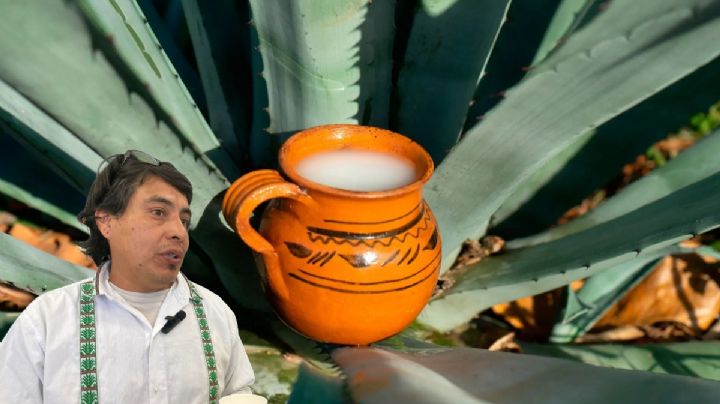 Productores de Hidalgo luchan contra daños al maguey y “huachicol” del pulque