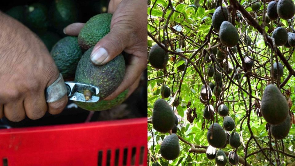 Aguacate hass daña al medio ambiente y están ligados al crimen organizado: SEDARPA