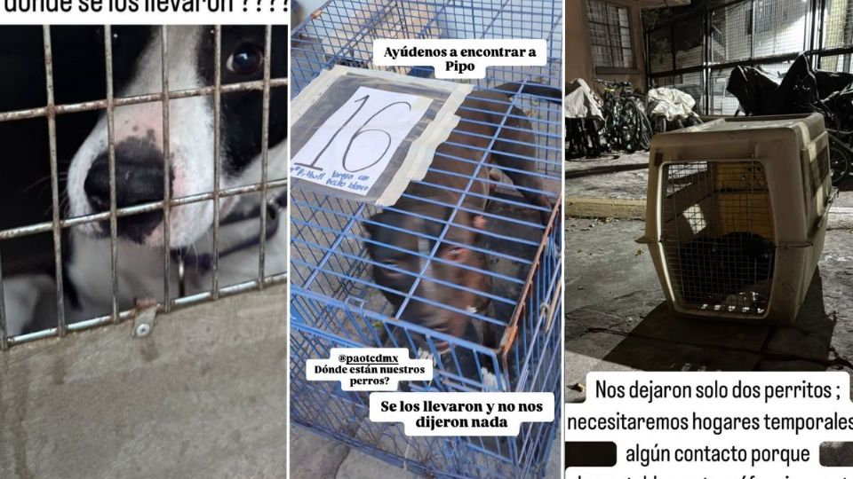 El albergue 'En busca de un hogar', ubicado en Xochicalco 95, casi esquina con la calle Morena en la colonia Narvarte, publicó en sus redes que varias personas acudieron al lugar para evitar que se llevaran a más de 30 perros y 9 gatos que se encontraban en el lugar. 