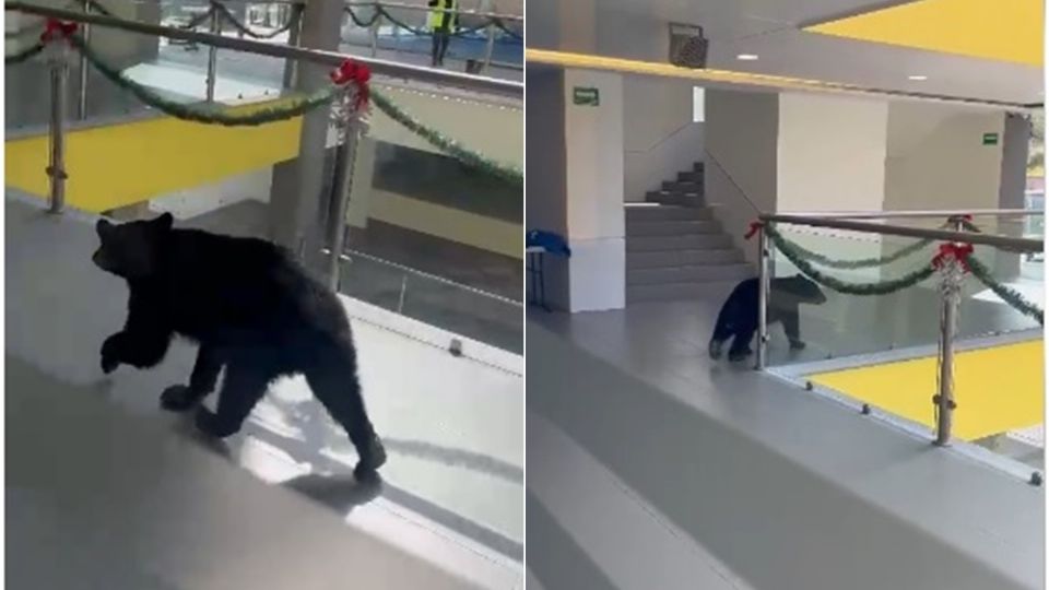 Entra oso a escuela; aumenta el avistamiento de osos en Monterrey