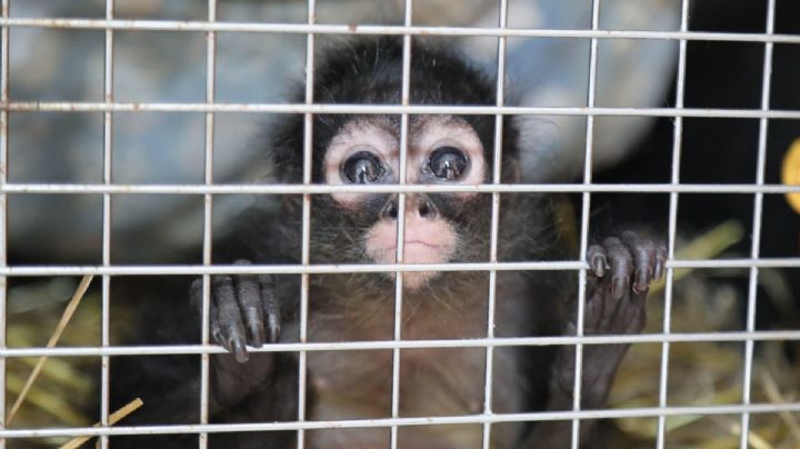 La historia de Xia, la monita araña que viajó de Pachuca a Chiapas para conocer la libertad