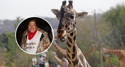 Yreri, empresaria de Poza Rica que trasladó a Benito la jirafa a Africam Safari